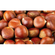 Big High Quality Fresh Chestnut Supplier From China